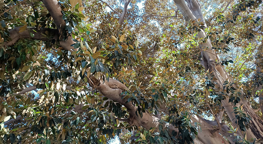 Ramas de Ficus macrophylla