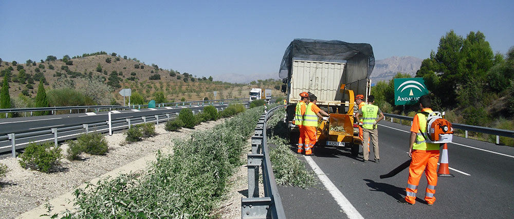 Trabajos de podas de seto en mediana de autovía