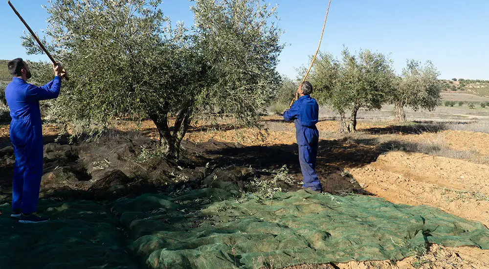 Recogiendo la aceituna