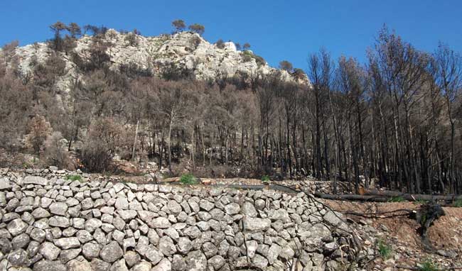 Recuperación medioambiental tras el incendio