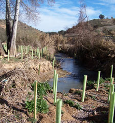 Restauración de riberas