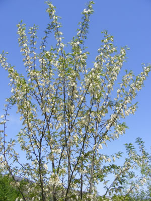 Ejemplar joven de Robinia pseudoacacia