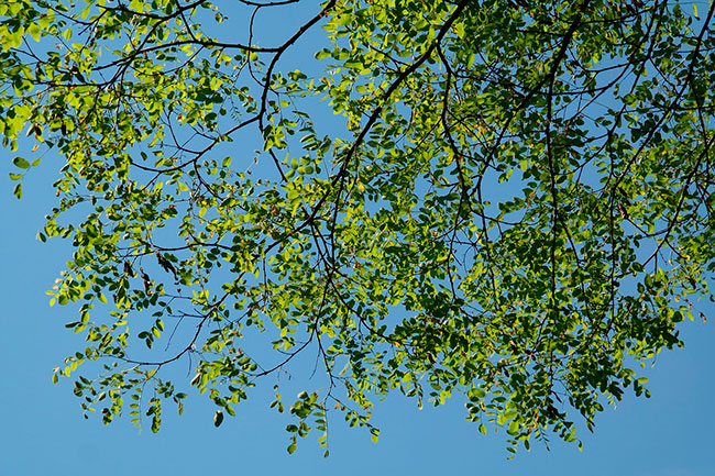 Robinia pseudoacacia