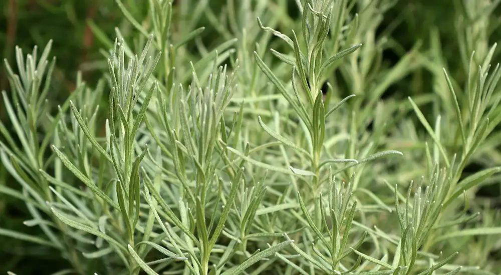Romero, planta medicinal y aromática