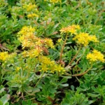 Sedum hybridum