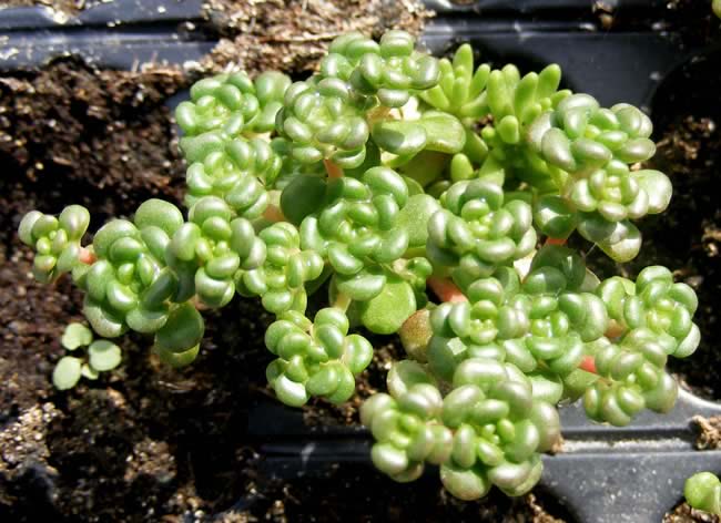 Sedum oreganum