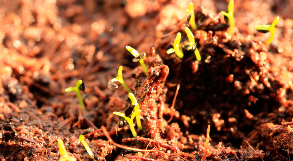 Semillas germinando en una hidrosiembra