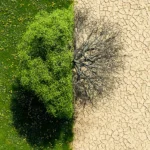 Día Internacional contra el Cambio Climático