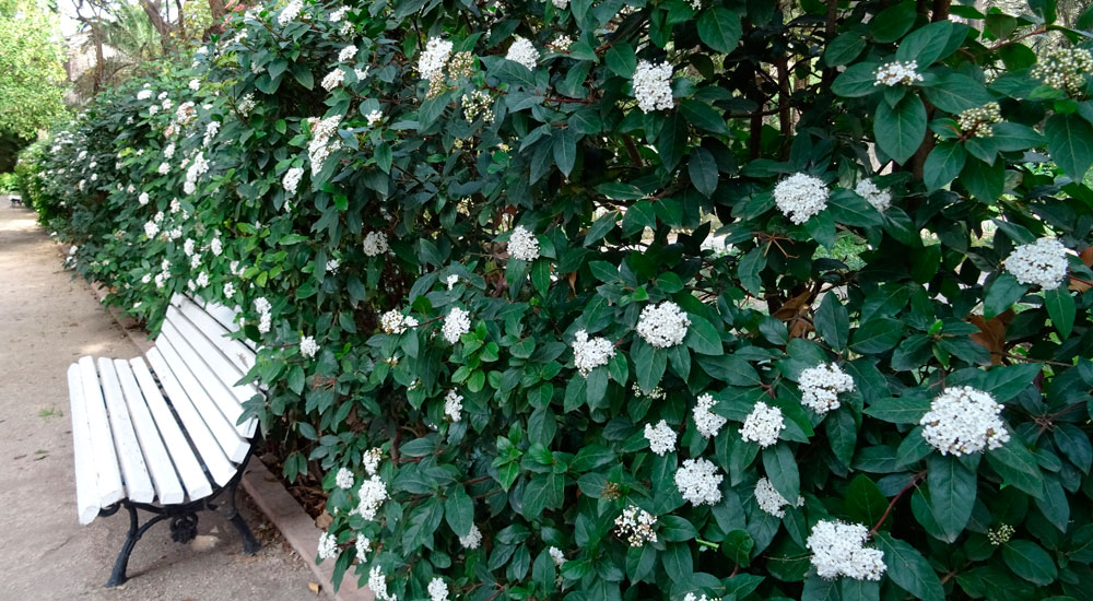 Viburnum tinus