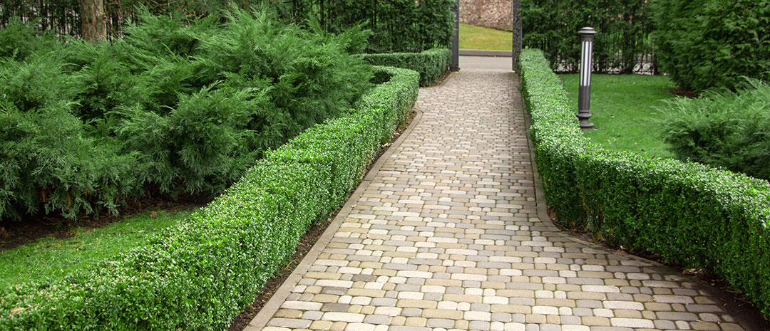 Setos de Buxus sempervirens en jardín