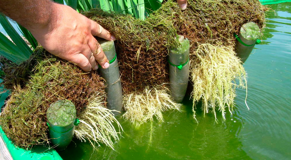 La fitodepuración de aguas residuales