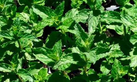 Mentha spicata