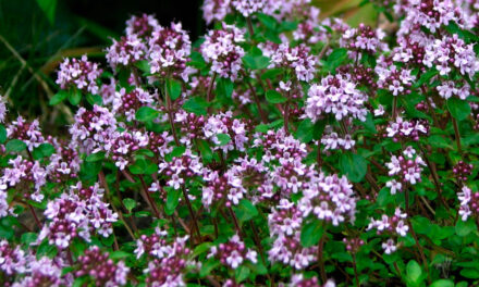 Thymus serpyllum