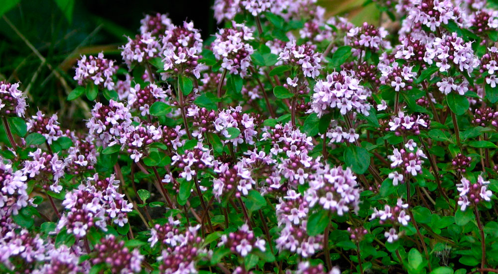 Thymus serpyllum