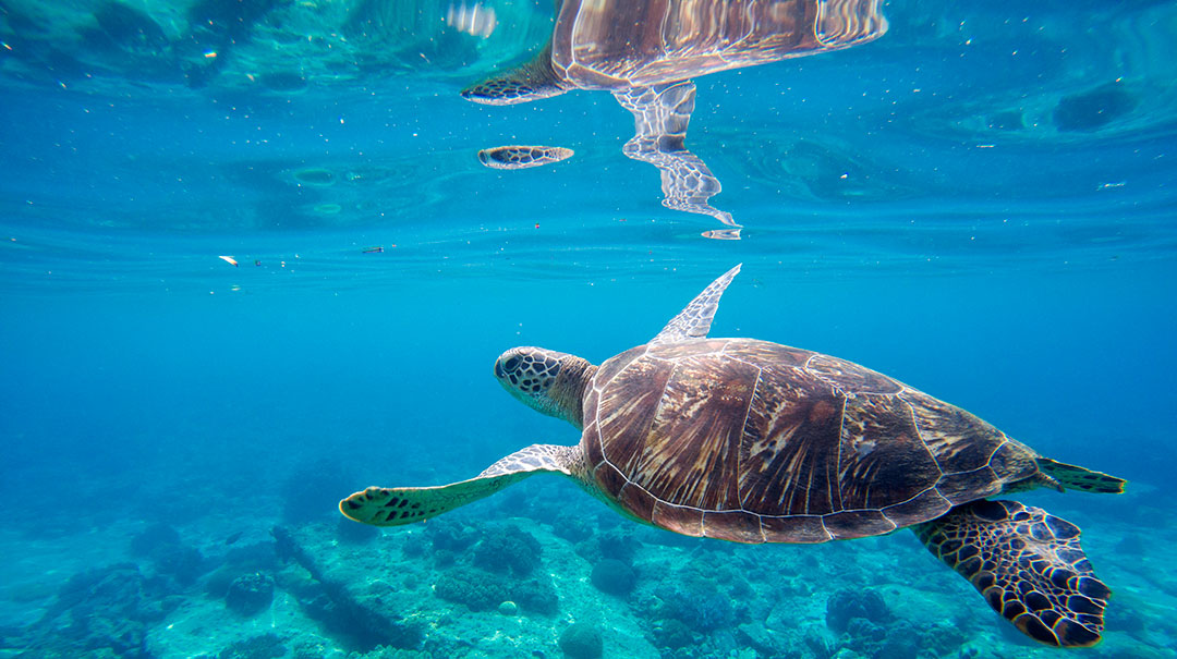 Tortuga en el océano