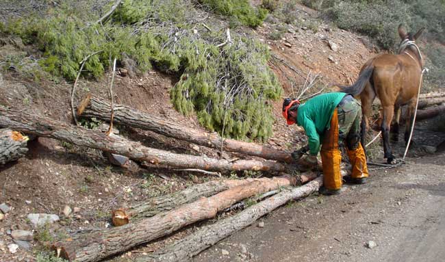 Prevención de incendios forestales