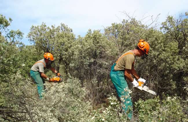 Trabajos forestales