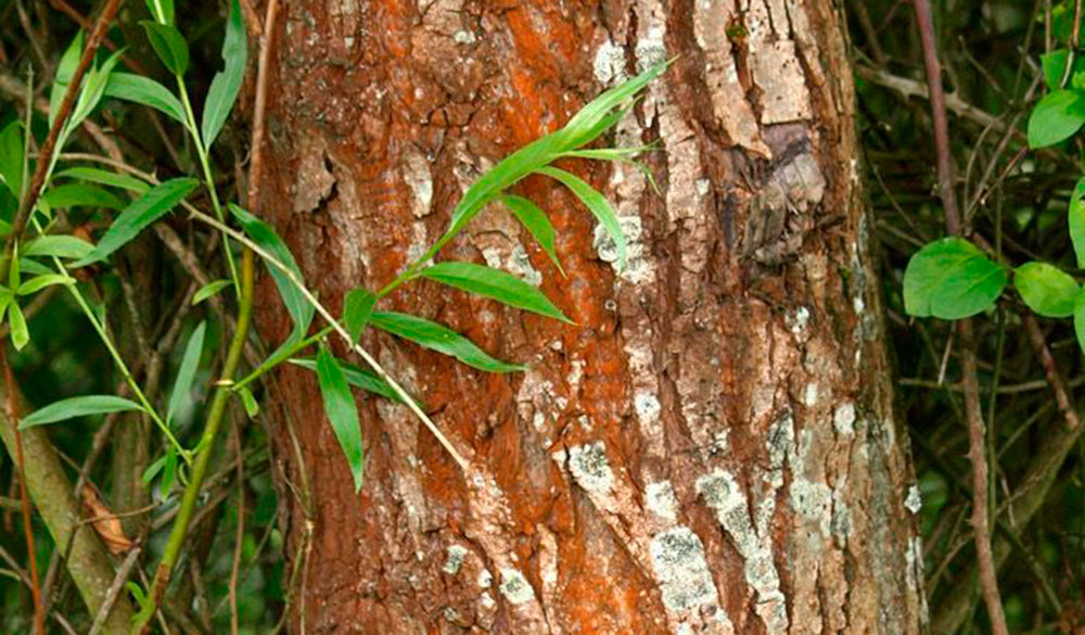 Tronco de Salix alba