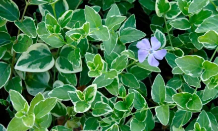 Plantas tapizantes