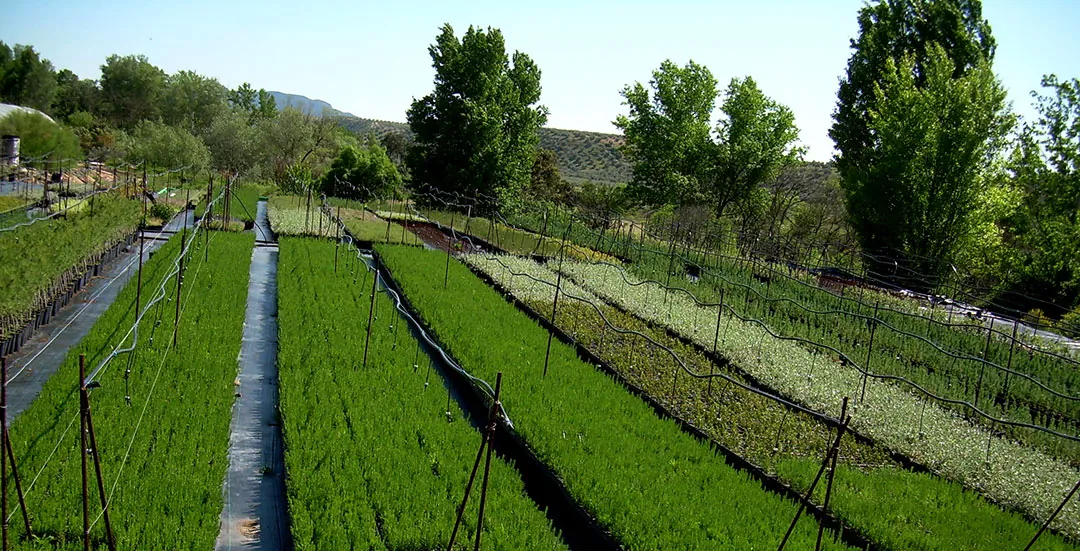 Vivero de plantas forestales