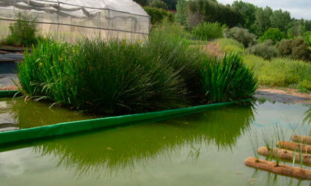 Vivero de plantas macrófitas