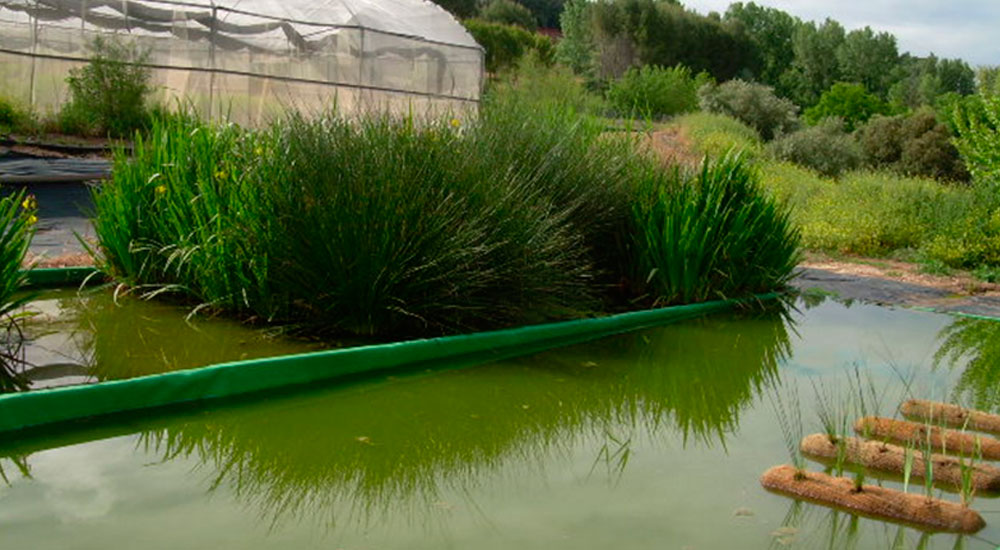 Vivero de plantas macrófitas