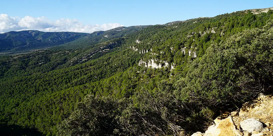 Zona forestal mediterránea