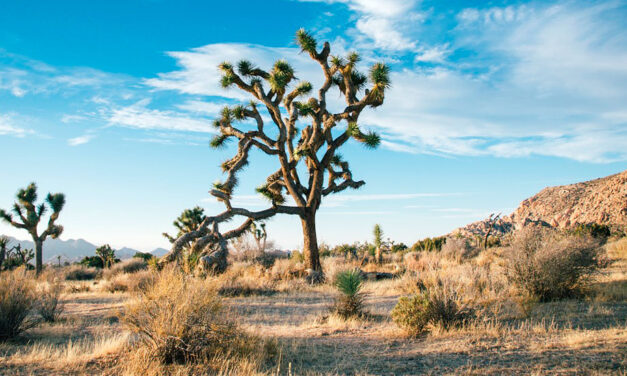 Día Mundial de Lucha contra la Desertificación y la Sequía