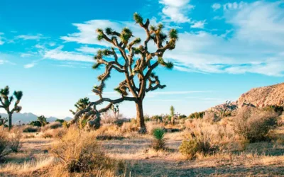 Día Mundial de Lucha contra la Desertificación y la Sequía