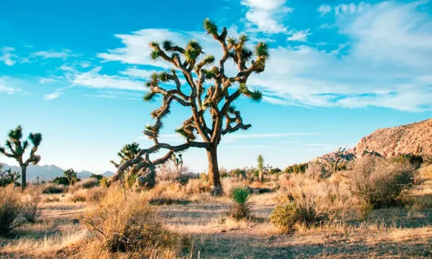 Día Mundial de Lucha contra la Desertificación y la Sequía