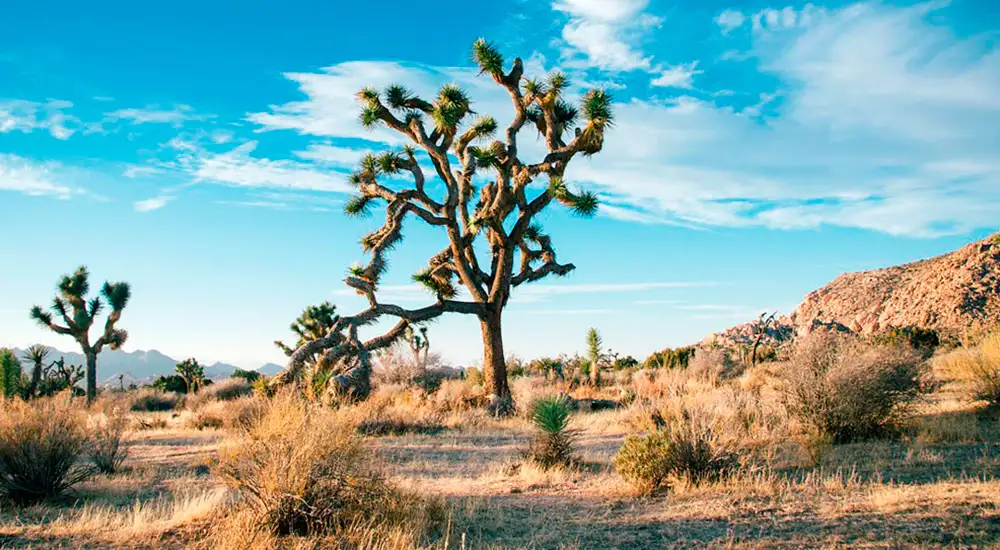 Día Mundial de Lucha contra la Desertificación y la Sequía