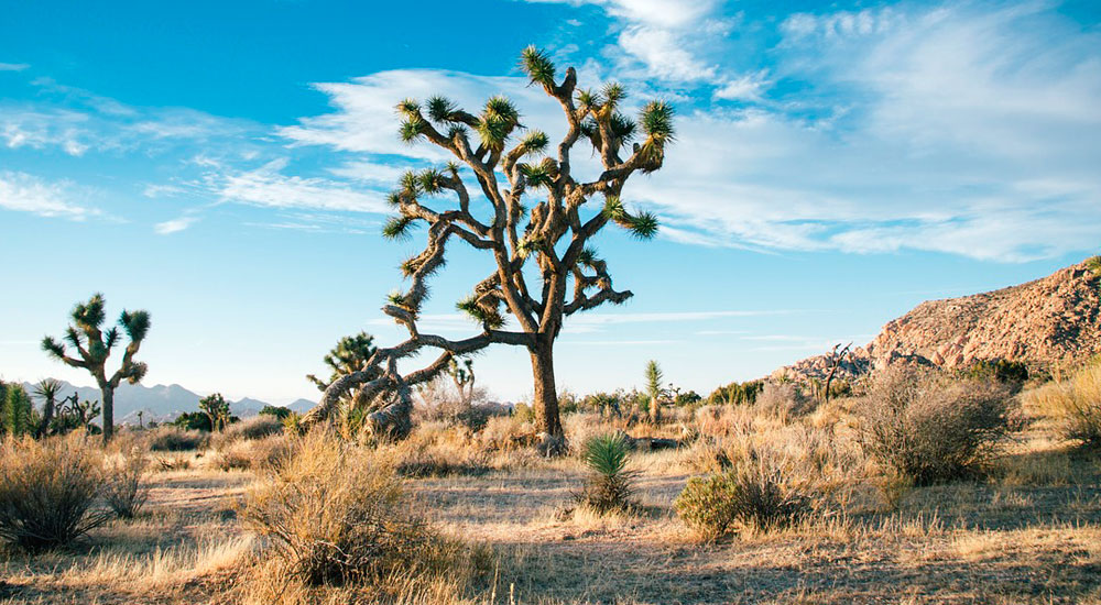 Día Mundial de Lucha contra la Desertificación y la Sequía